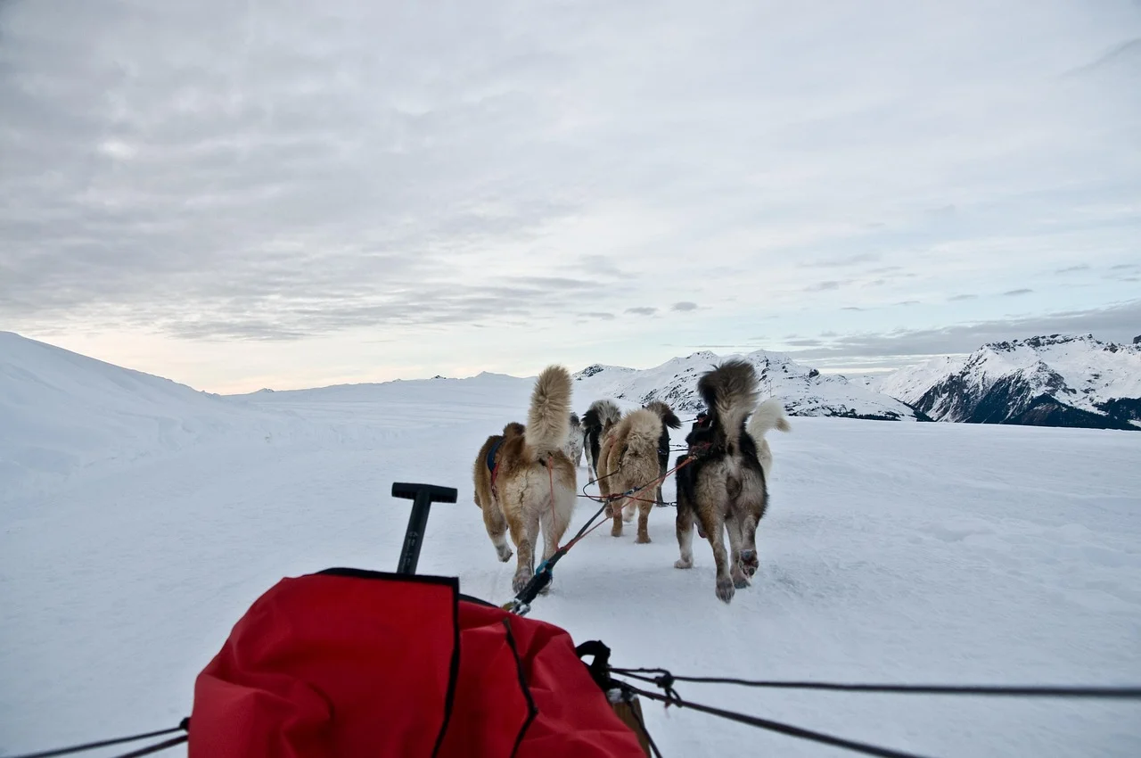 Chiens de traîneaux sur le plateau des Glières guidés par un musher professionnel