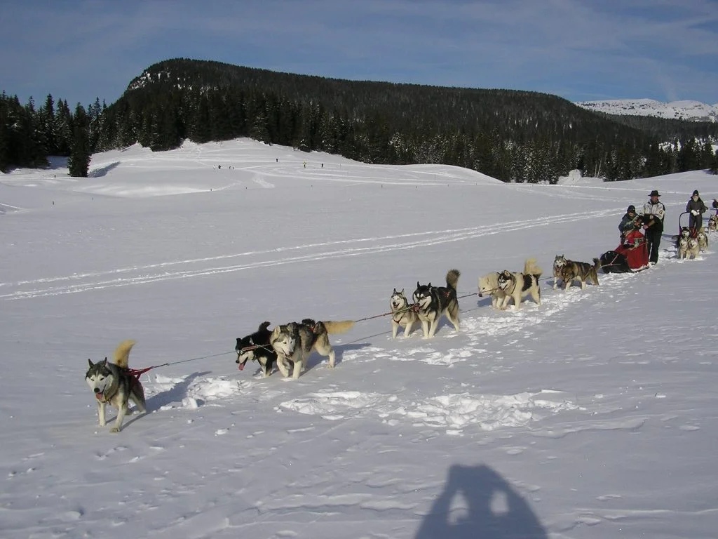 Doumiak Aventure, sorties nature et chiens de traîneaux sur le plateau des Glières, partenaire du gîte Les Augets